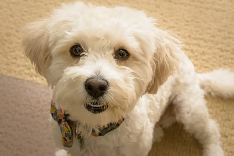 Wilbur Wigglebutt, a fluffy white dog in a colorful bow tie, looks up at the camera on a tan carpet