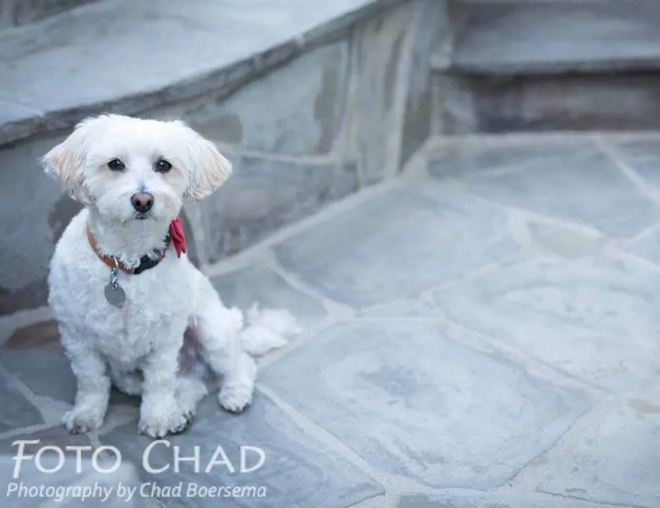 Wilbur Wigglebutt, a small white dog in a red bandana, sitting on a flagstone patio ahead of his film debut